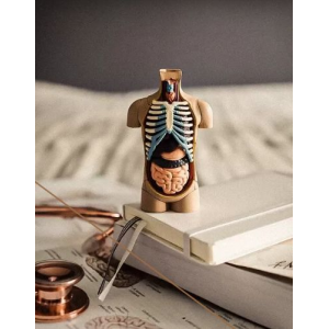 Анатомия. Пищеварительная система. CHRISTOVSKAYA’S Medical School