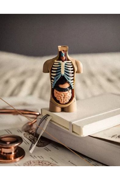 Анатомия. Пищеварительная система. CHRISTOVSKAYA’S Medical School