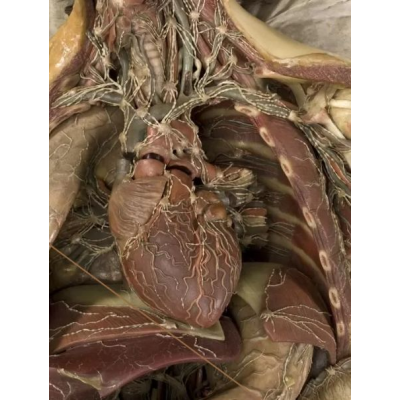 Анатомия. Интенсив по периферической нервной системе. CHRISTOVSKAYA’S Medical School