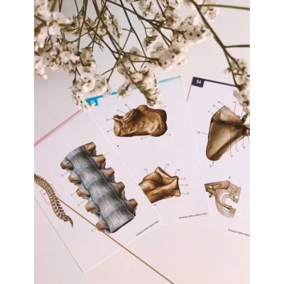 Анатомия. Соединения костей туловища и черепа. CHRISTOVSKAYA’S Medical School