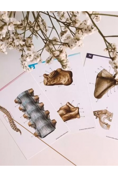 Анатомия. Соединения костей туловища и черепа. CHRISTOVSKAYA’S Medical School