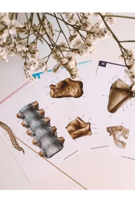 Анатомия. Соединения костей верхней конечности. CHRISTOVSKAYA’S Medical School