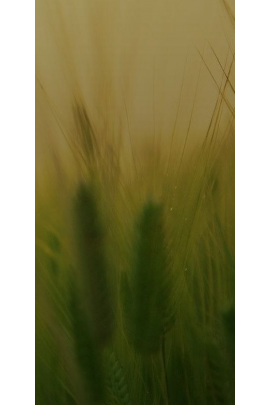 Курс по очистке и восстановлению кишечника "Здоровый кишечник". Тариф Продвинутый. Ольга Крупенина