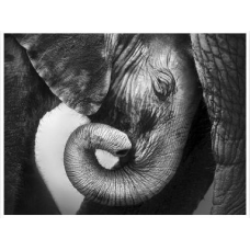 Интегральный подход психологической работы с травмой развития. Полный курс. Анастасия Дивеева, Андрей Евдокимов, Высшая школа психологии