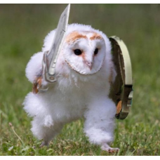 Авитолог 2025, Owlsova