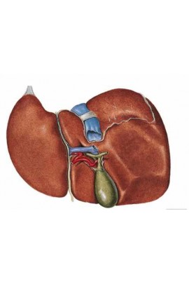  Коррекция печени. Юджиния Квант