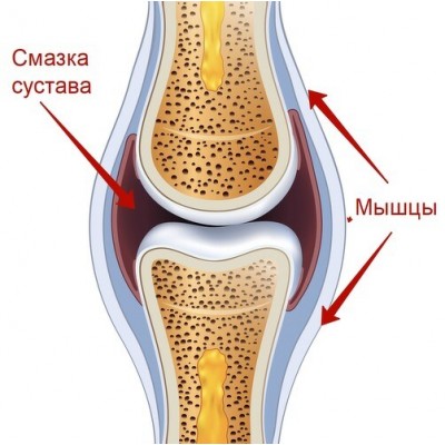 Легко ходим, быстро встаем. Александра Бонина