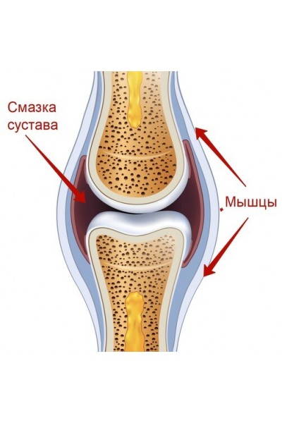 Легко ходим, быстро встаем. Александра Бонина