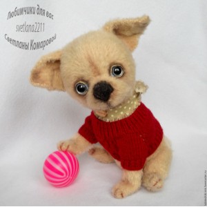 МК Чихуахуа. Светлана Комарова МК Чихуахуа. Светлана Комарова