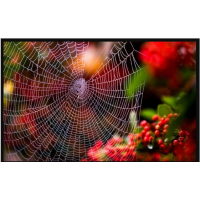 Паутина мрачности. Юджиния Квант Академия Квантовых Мастеров