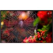 Паутина мрачности. Юджиния Квант Академия Квантовых Мастеров