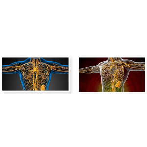  Здоровая лимфа. Сеанс №1. Юджиния Квант