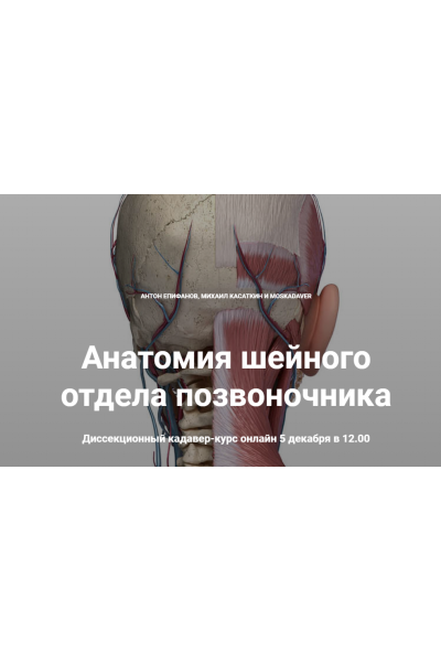 Анатомия шейного отдела позвоночника. Антон Епифанов, Михаил Касаткин