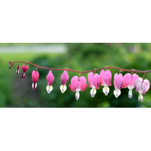 Игра-путешествие "Волшебство Благодарности". azbuka_zhizni, Лариса Скороходова Игра-путешествие "Волшебство Благодарности". azbuka_zhizni, Лариса Скороходова