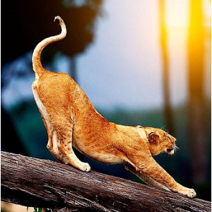 Я Самка!. Алена Полынь Магия АП 245