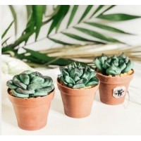 Десерт Суккуленты. Екатерина Завирюха