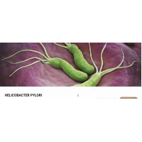 Helicobacter pylory. Валентина Скороход, Healthy school