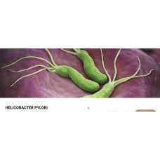 Helicobacter pylory. Валентина Скороход, Healthy school